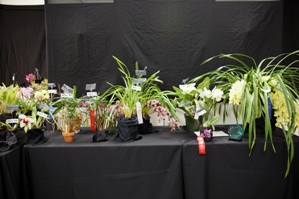 American Orchid Society Show Trophy Newport 'Harbor Orchid Society SC/AOS 85 pts. 1